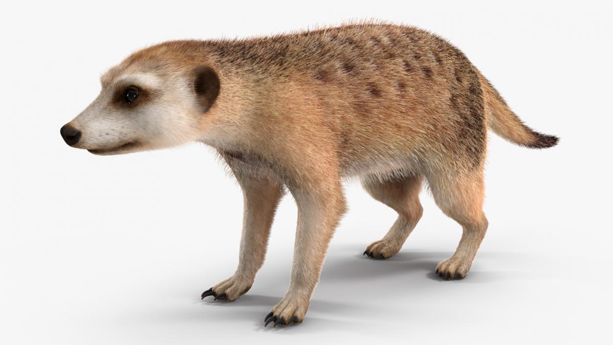 Meerkat Neutral Pose Fur 3D model