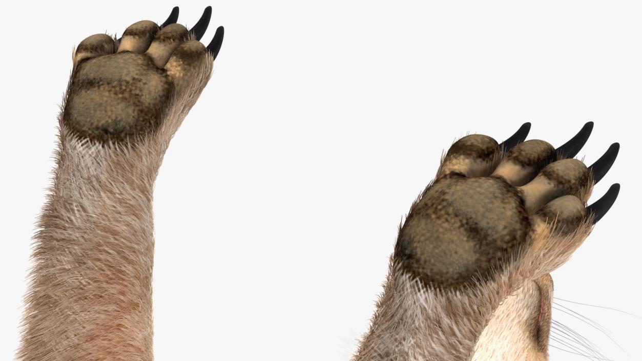 Meerkat Neutral Pose Fur 3D model