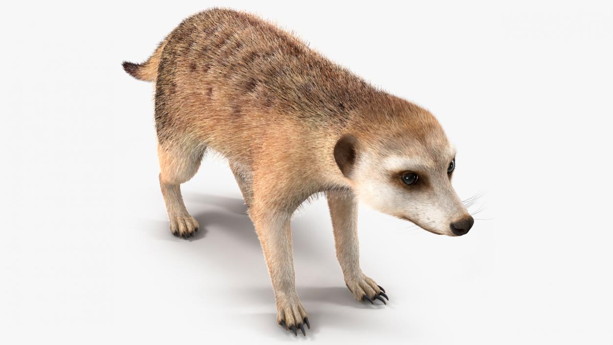 Meerkat Neutral Pose Fur 3D model