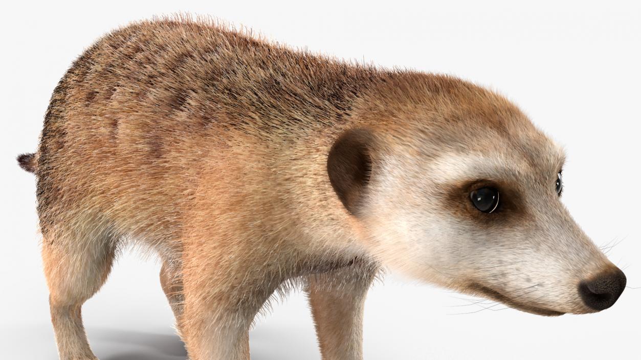 Meerkat Neutral Pose Fur 3D model