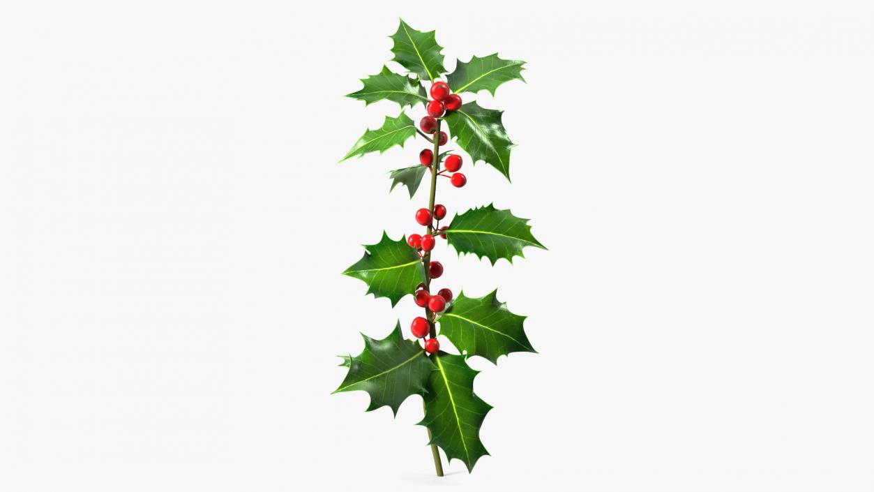 3D Mistletoe Sprig Holly