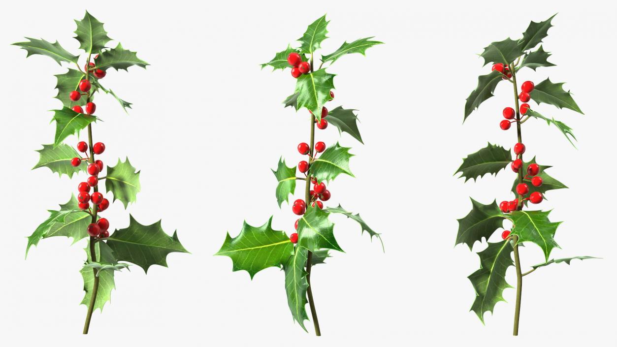 3D Mistletoe Sprig Holly