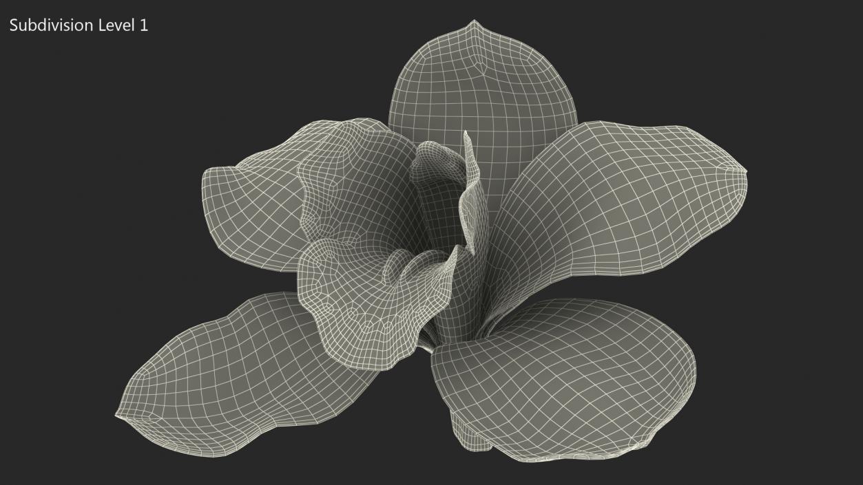 3D model Hybrid Orchid Yellow