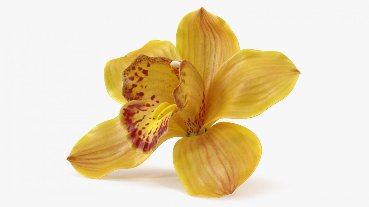 3D model Hybrid Orchid Yellow