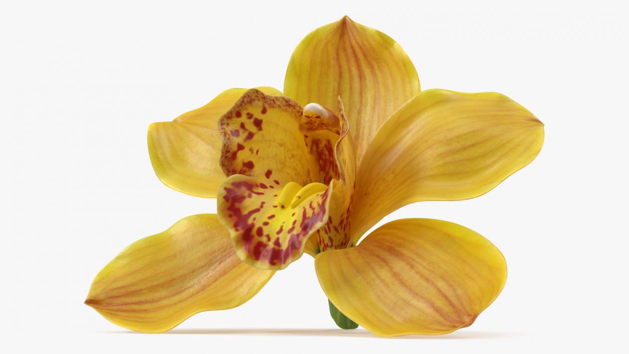 3D model Hybrid Orchid Yellow