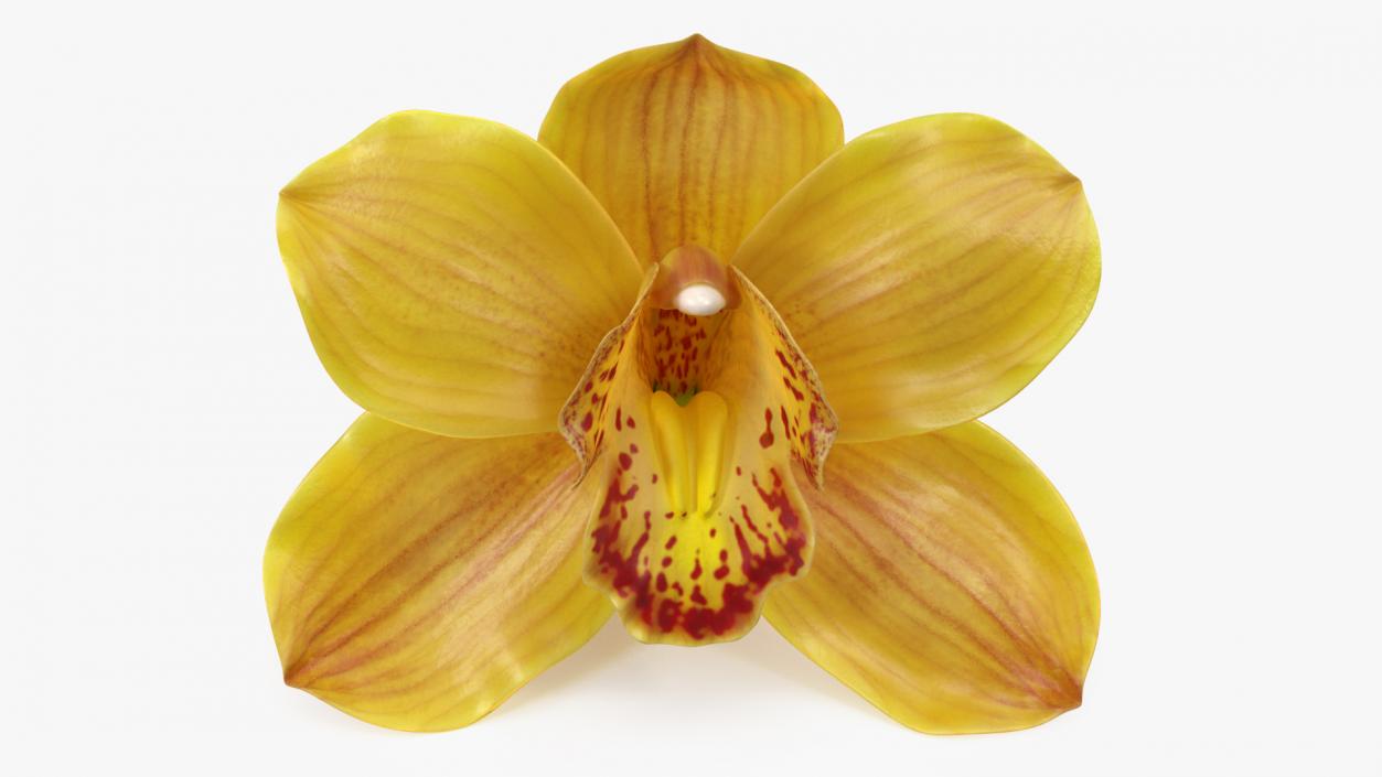 3D model Hybrid Orchid Yellow