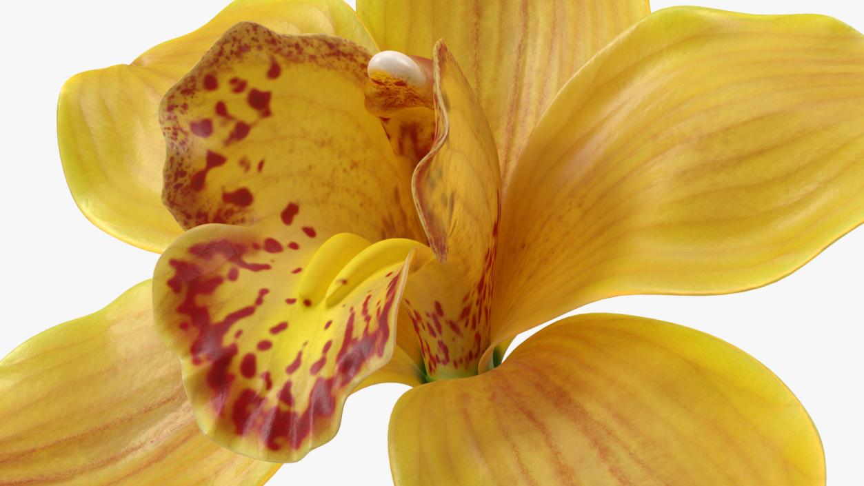 3D model Hybrid Orchid Yellow