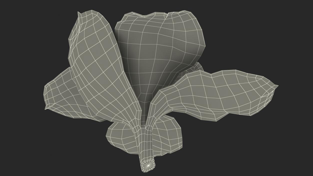 3D model Hybrid Orchid Yellow