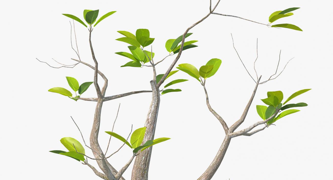 Mangrove Small Tree 3D model