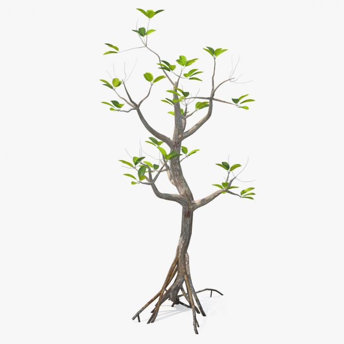 Mangrove Small Tree 3D model