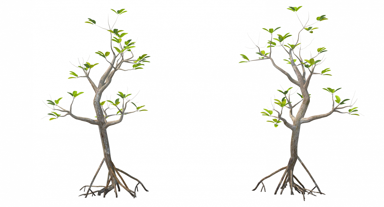 Mangrove Small Tree 3D model