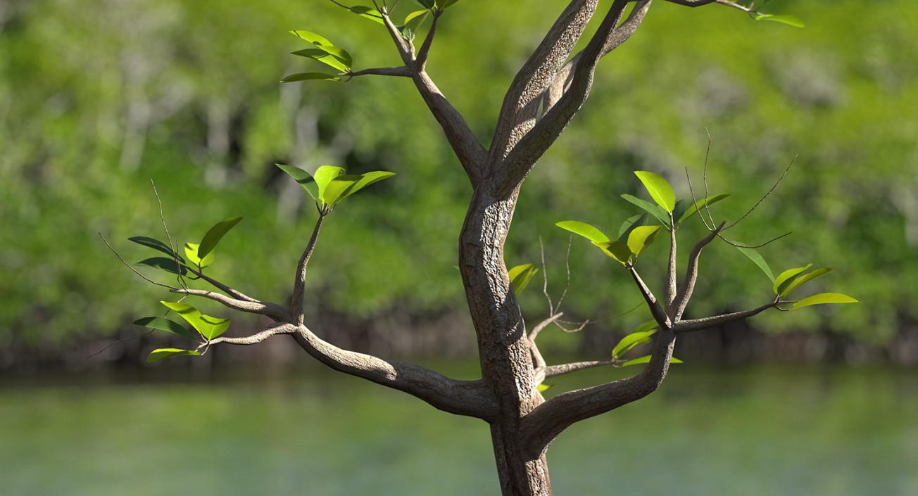 Mangrove Small Tree 3D model