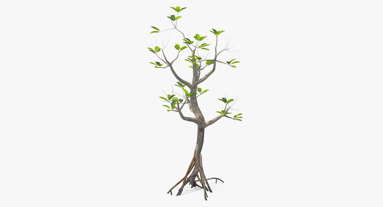 Mangrove Small Tree 3D model