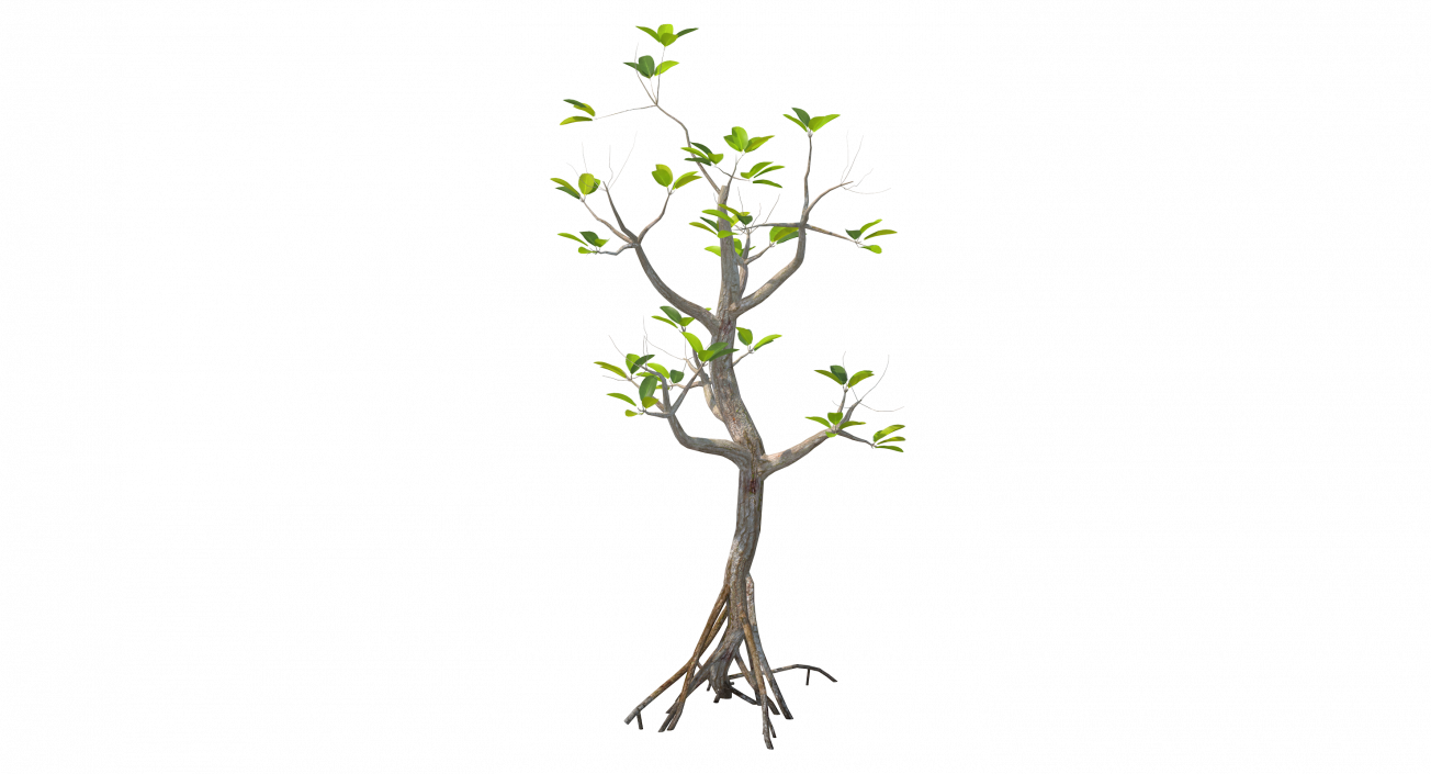 Mangrove Small Tree 3D model