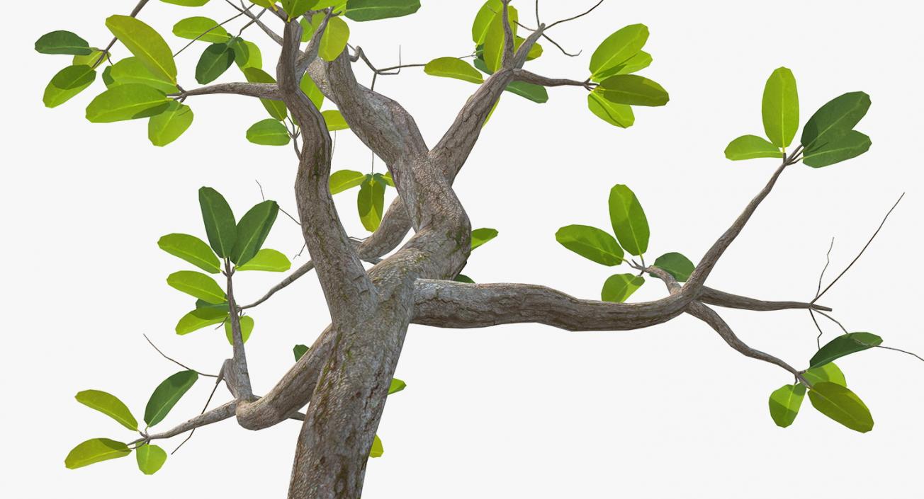 Mangrove Small Tree 3D model