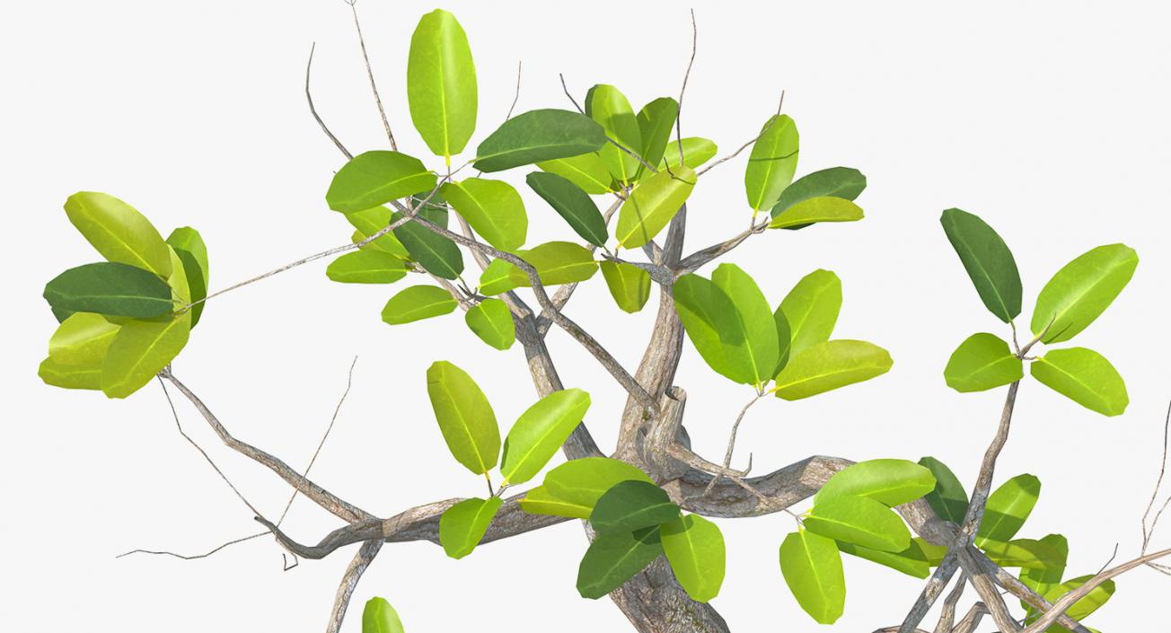 Mangrove Small Tree 3D model