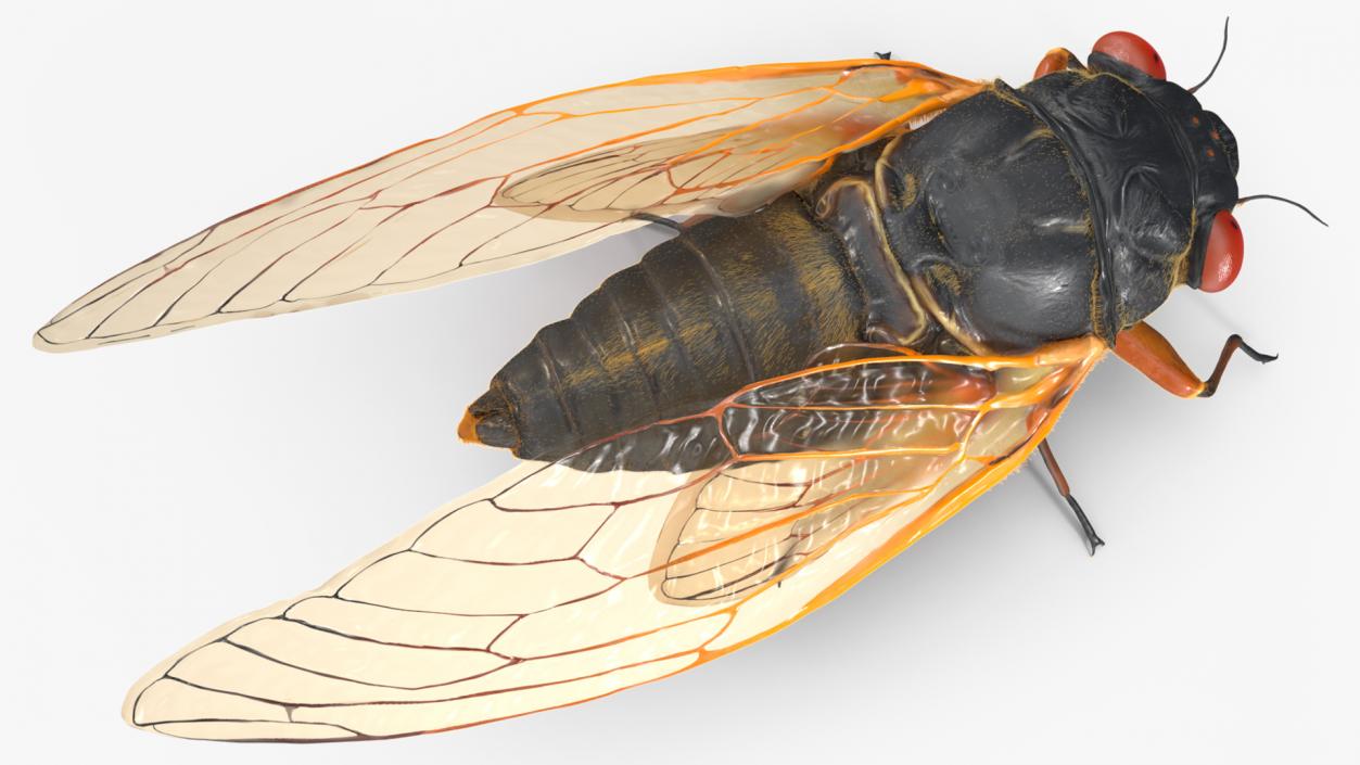 3D model Pharaoh Cicada Fur Rigged