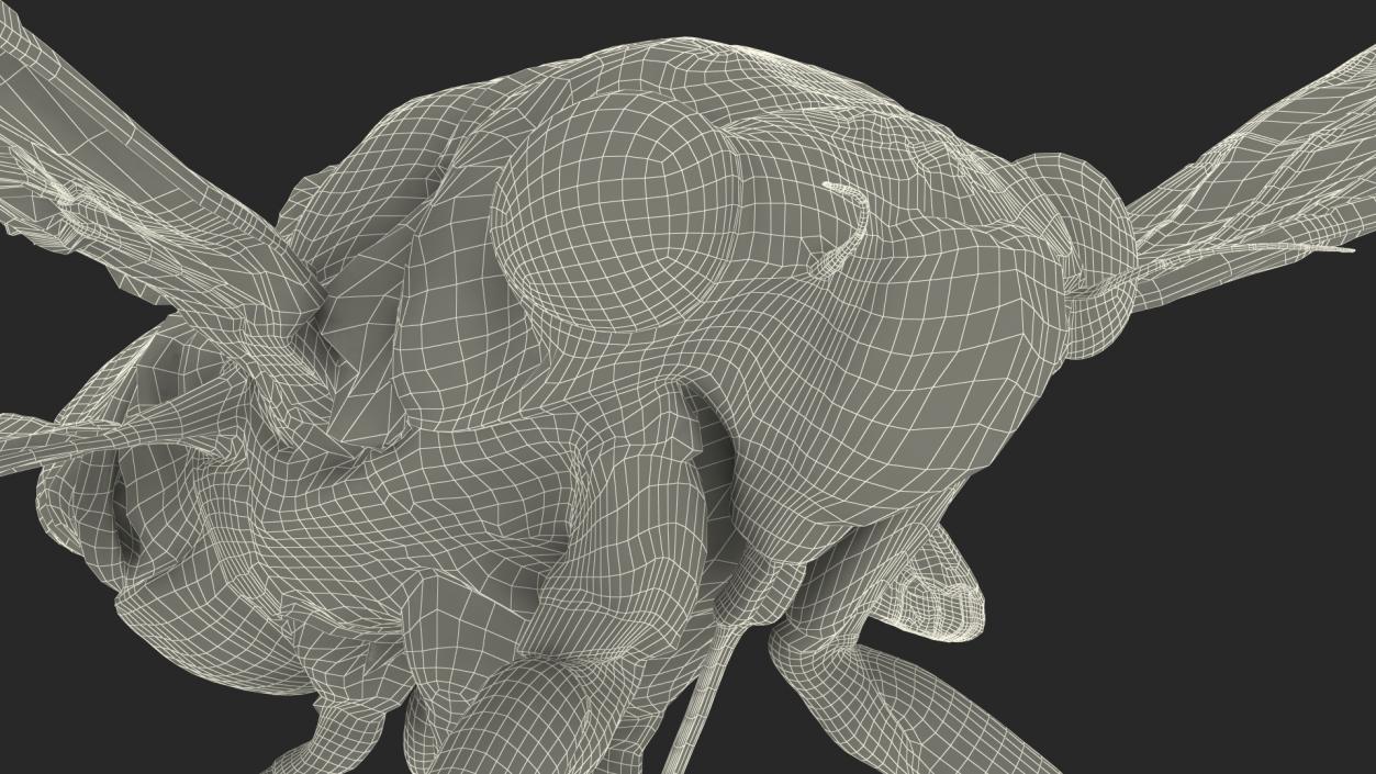 3D model Pharaoh Cicada Fur Rigged