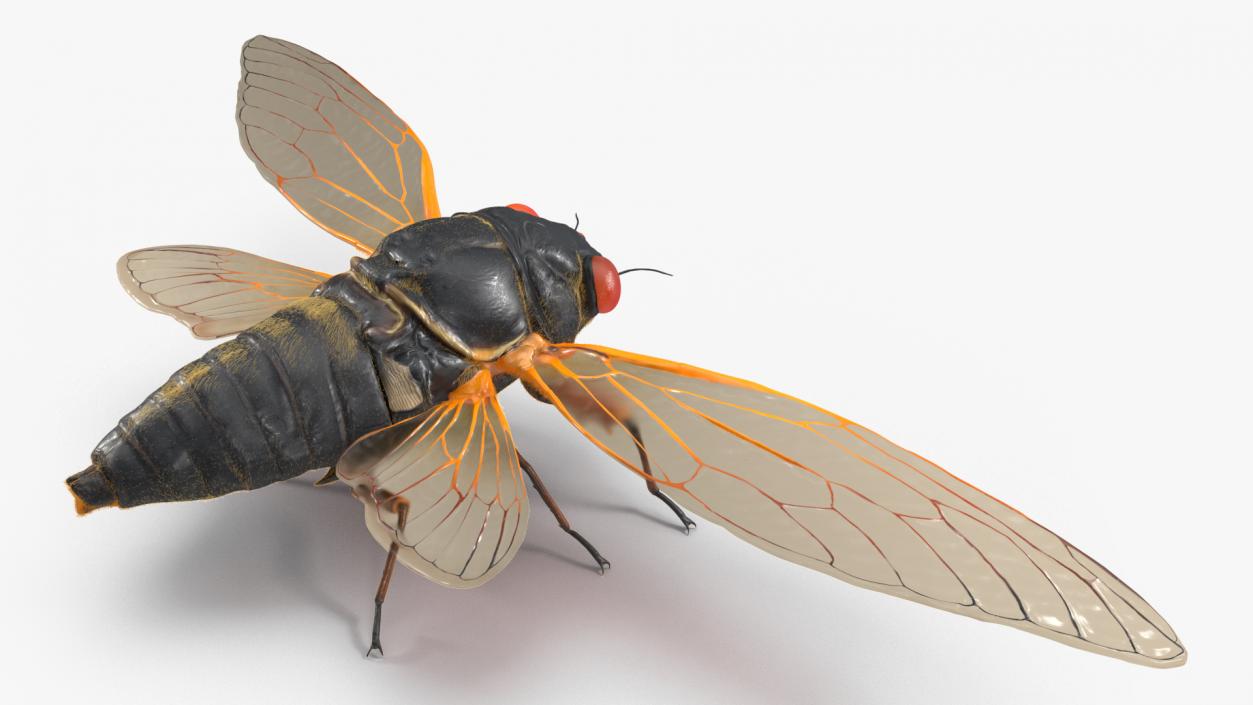 3D model Pharaoh Cicada Fur Rigged