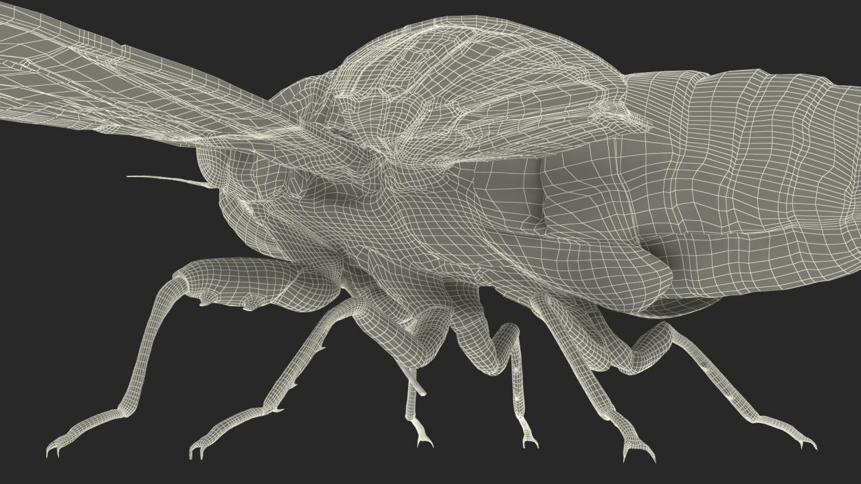 3D model Pharaoh Cicada Fur Rigged