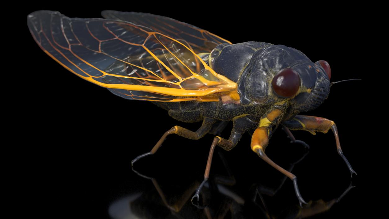 3D model Pharaoh Cicada Fur Rigged