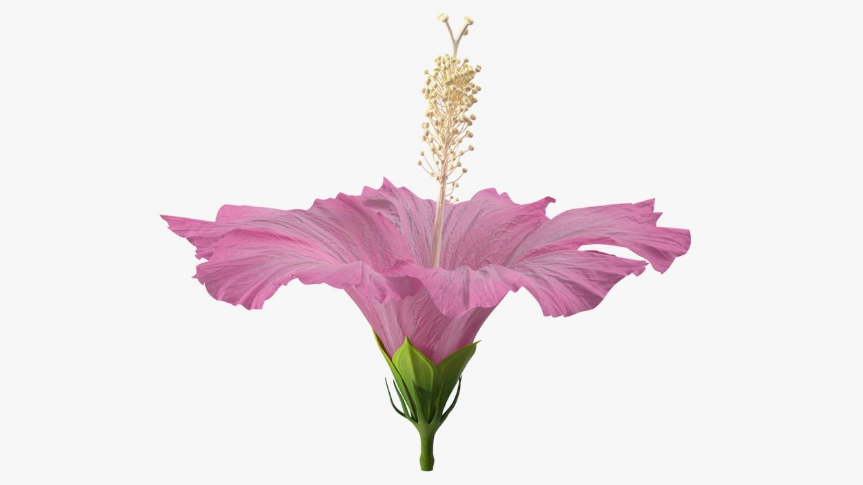 3D model Hibiscus Flower Pink