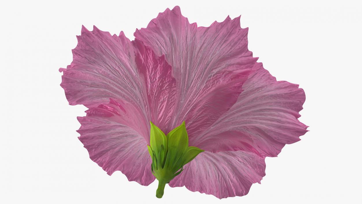 3D model Hibiscus Flower Pink