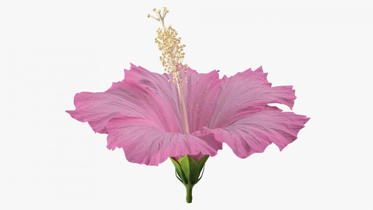 3D model Hibiscus Flower Pink