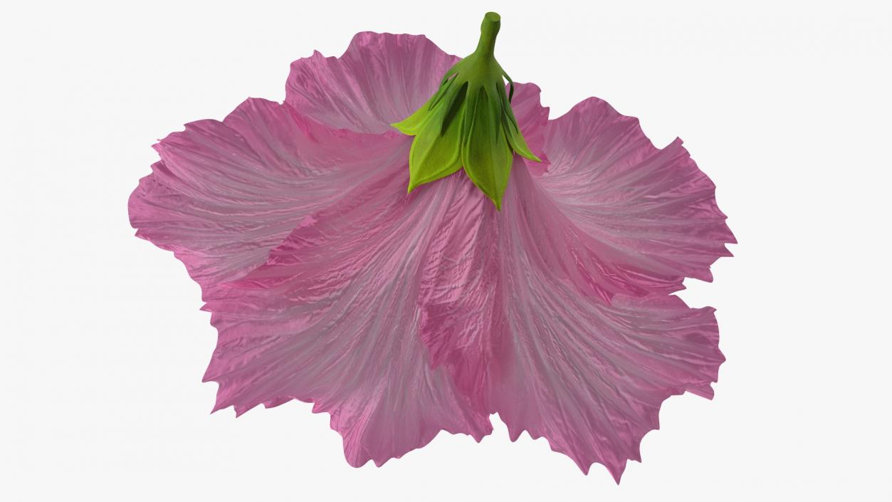 3D model Hibiscus Flower Pink