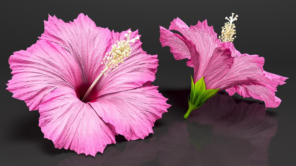 3D model Hibiscus Flower Pink