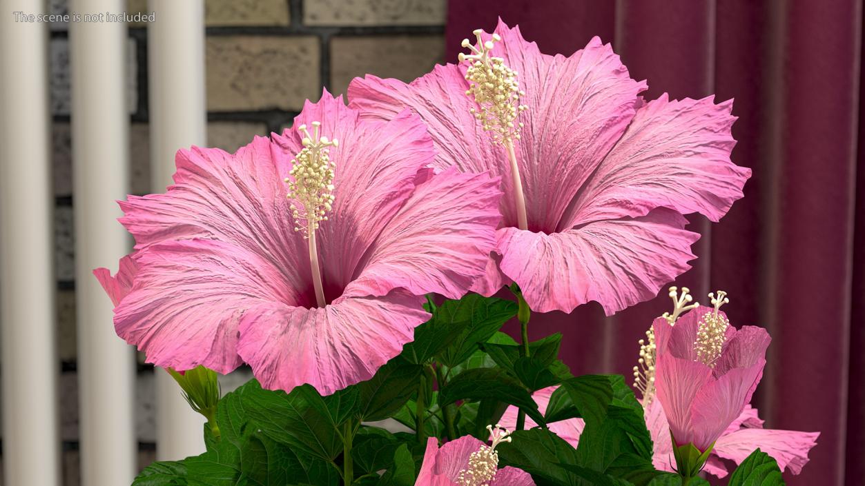 3D model Hibiscus Flower Pink