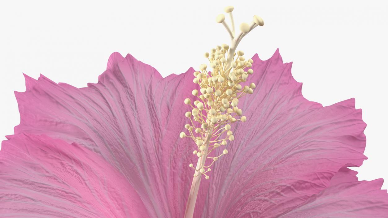 3D model Hibiscus Flower Pink