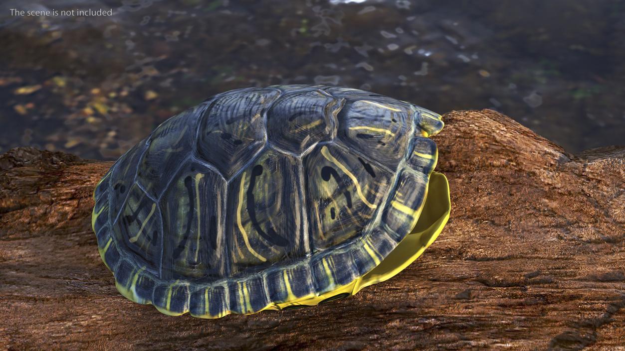 Red Eared Turtle Shell 3D