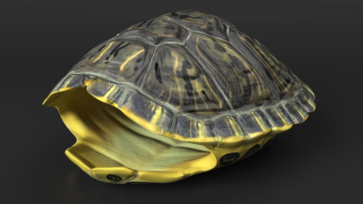 Red Eared Turtle Shell 3D