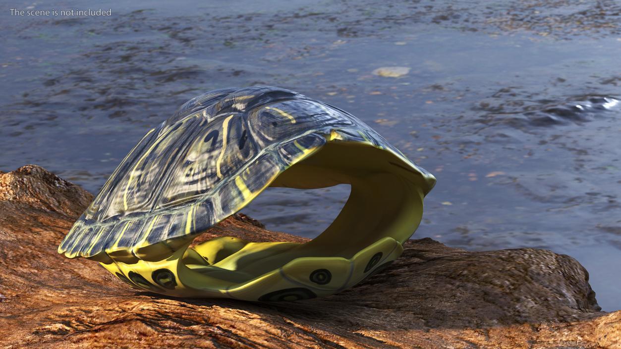 Red Eared Turtle Shell 3D