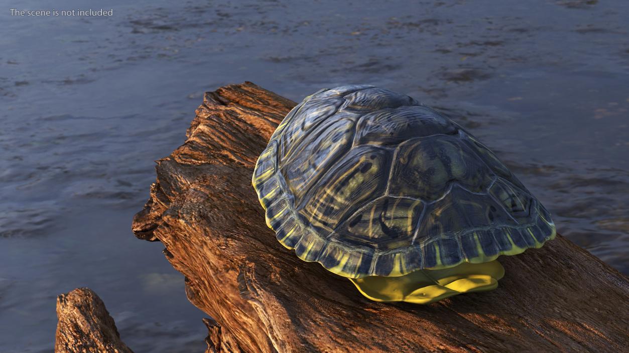 Red Eared Turtle Shell 3D