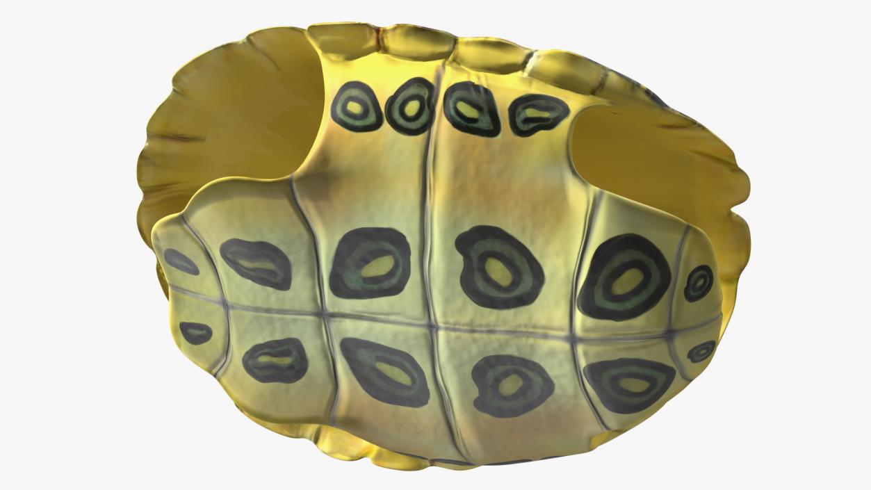 Red Eared Turtle Shell 3D