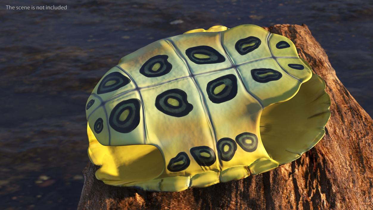 Red Eared Turtle Shell 3D