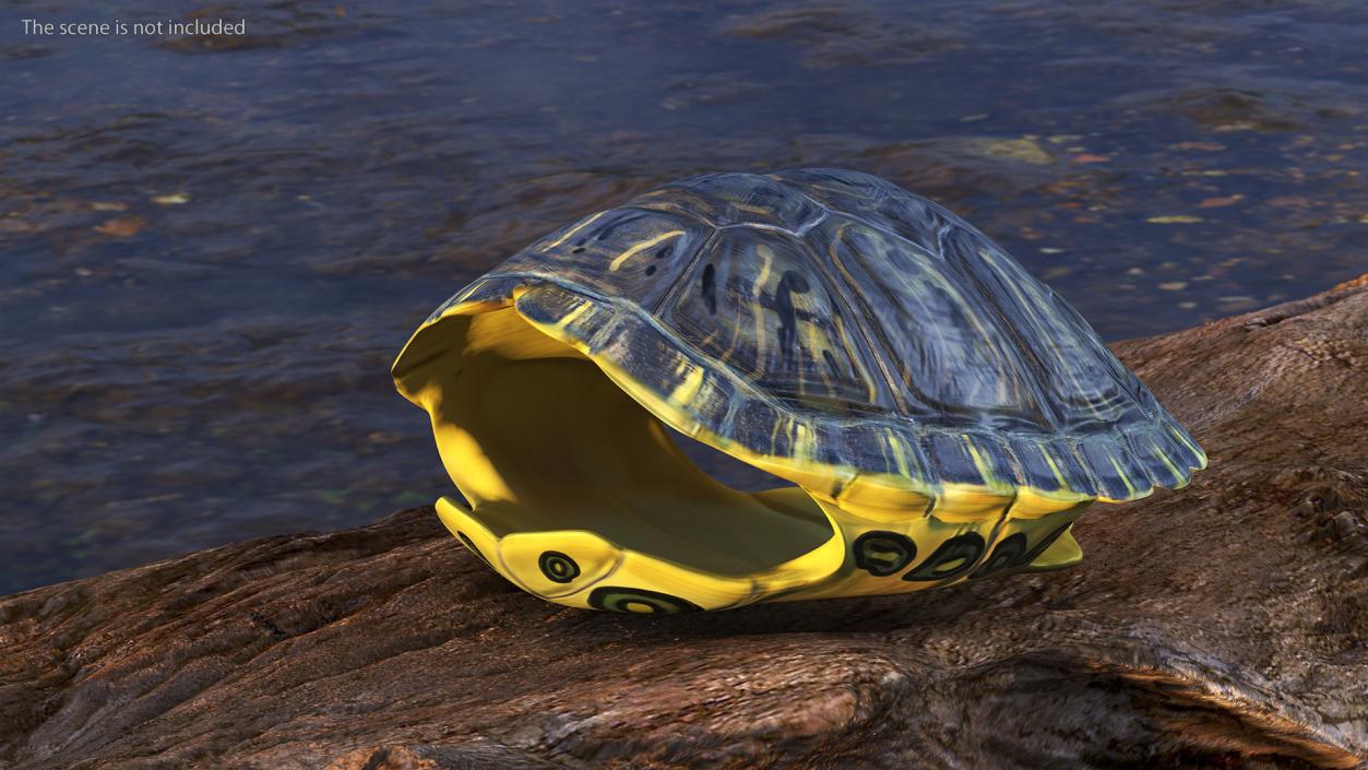 Red Eared Turtle Shell 3D