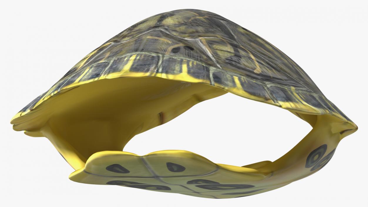 Red Eared Turtle Shell 3D