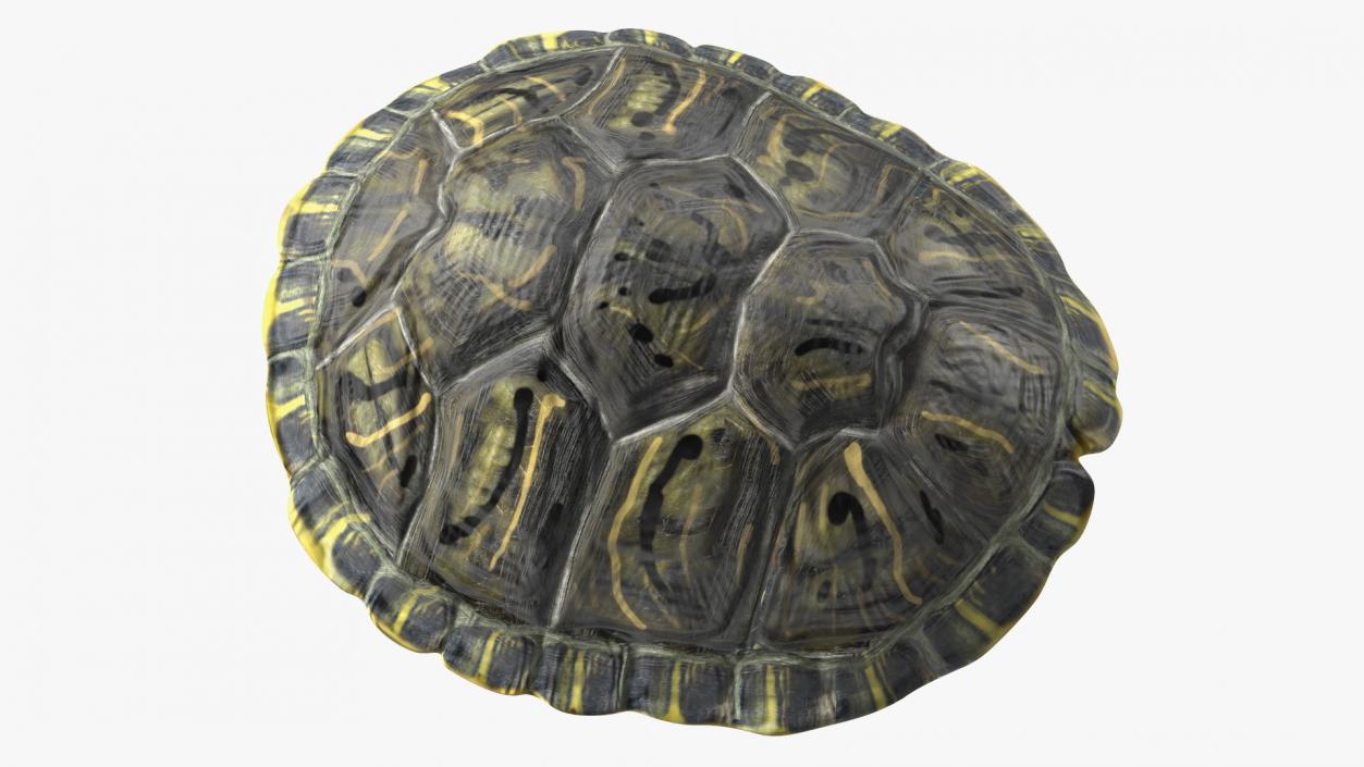 Red Eared Turtle Shell 3D