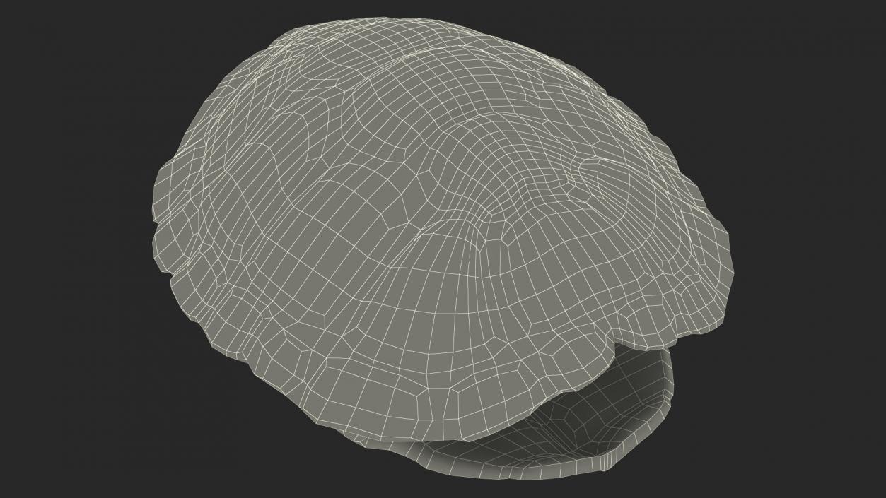 Red Eared Turtle Shell 3D