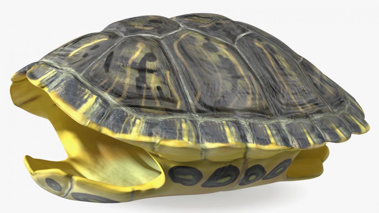 Red Eared Turtle Shell 3D