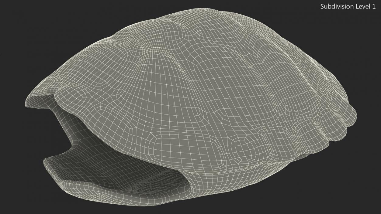 Red Eared Turtle Shell 3D