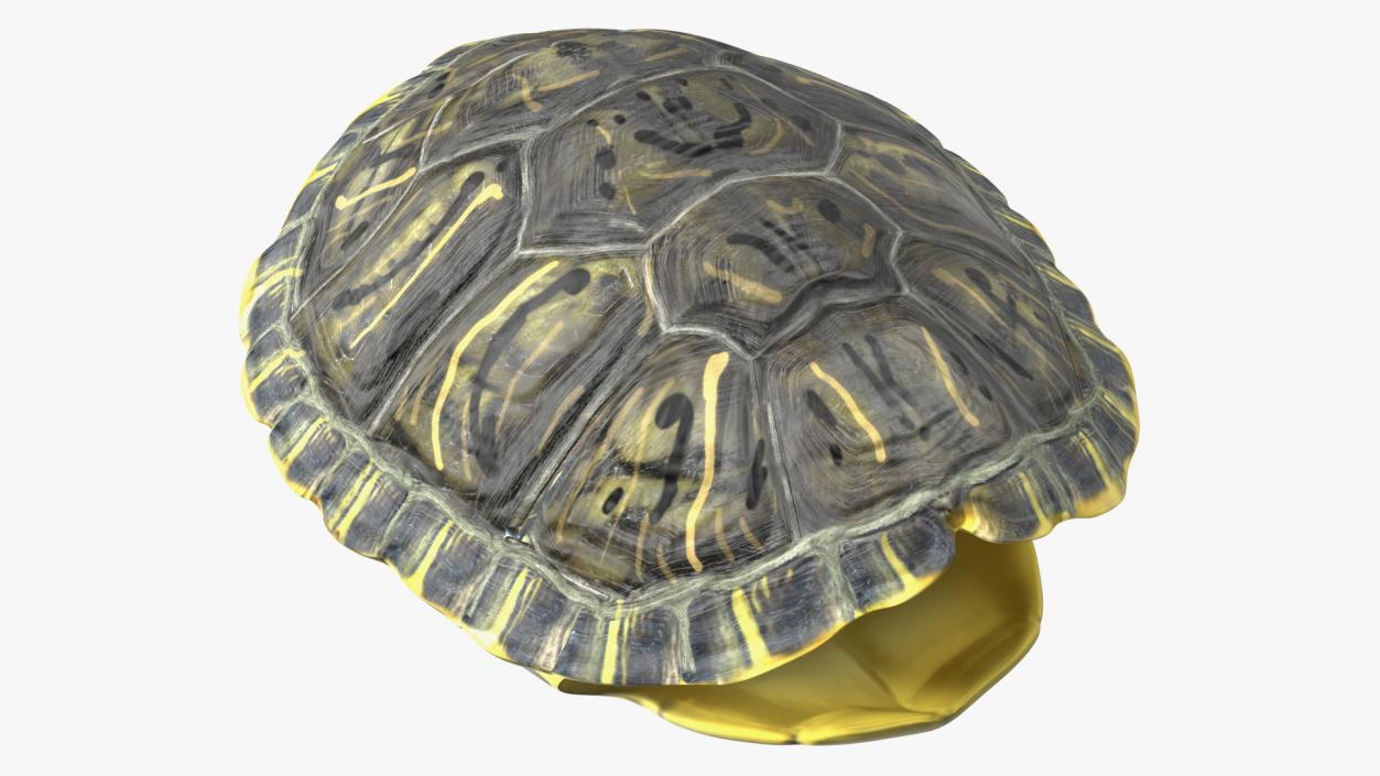 Red Eared Turtle Shell 3D