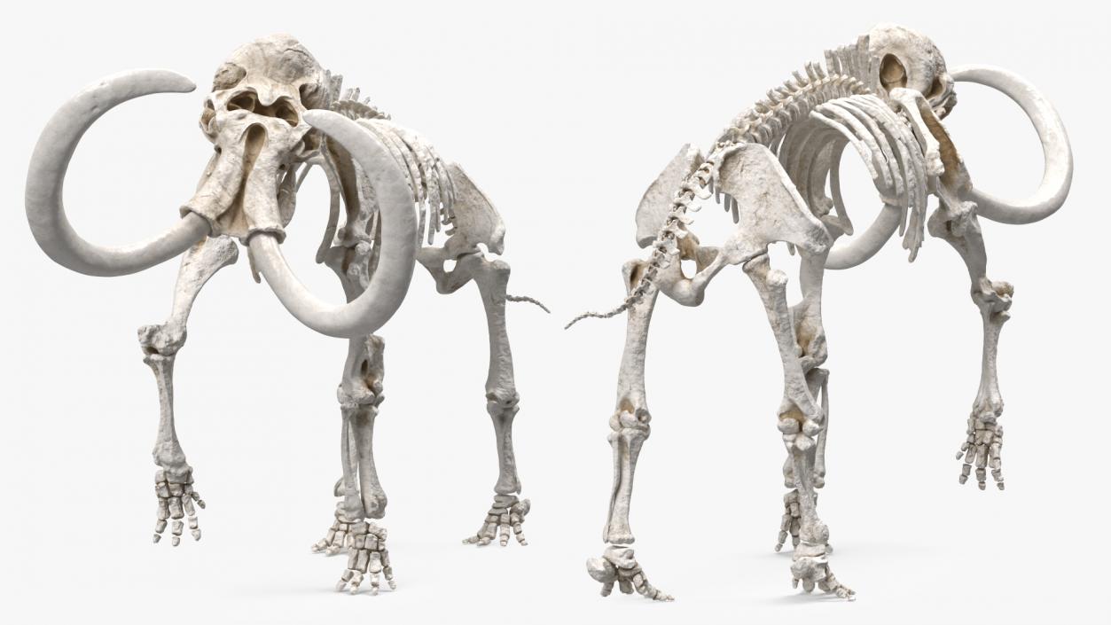 3D Mammoth Skeleton Clean Bones Walking Pose