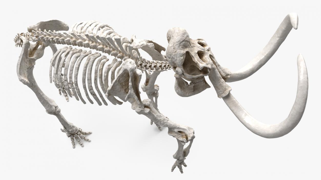 3D Mammoth Skeleton Clean Bones Walking Pose