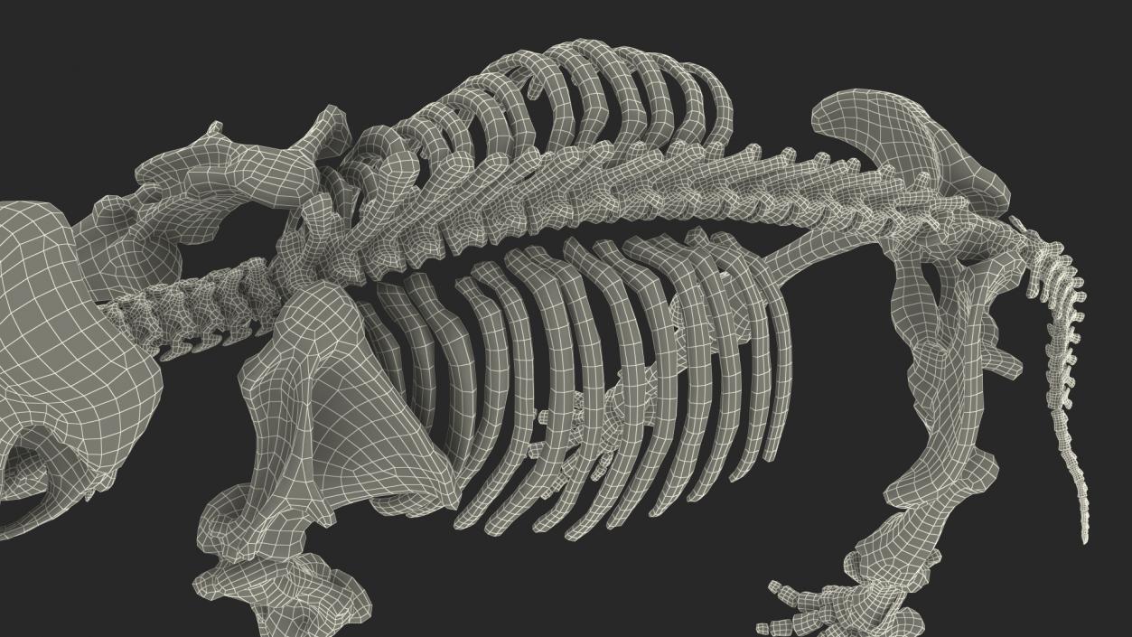 3D Mammoth Skeleton Clean Bones Walking Pose