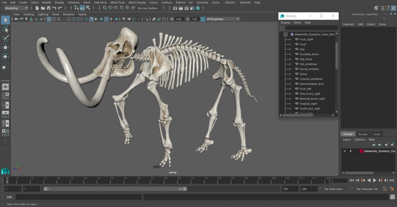 3D Mammoth Skeleton Clean Bones Walking Pose