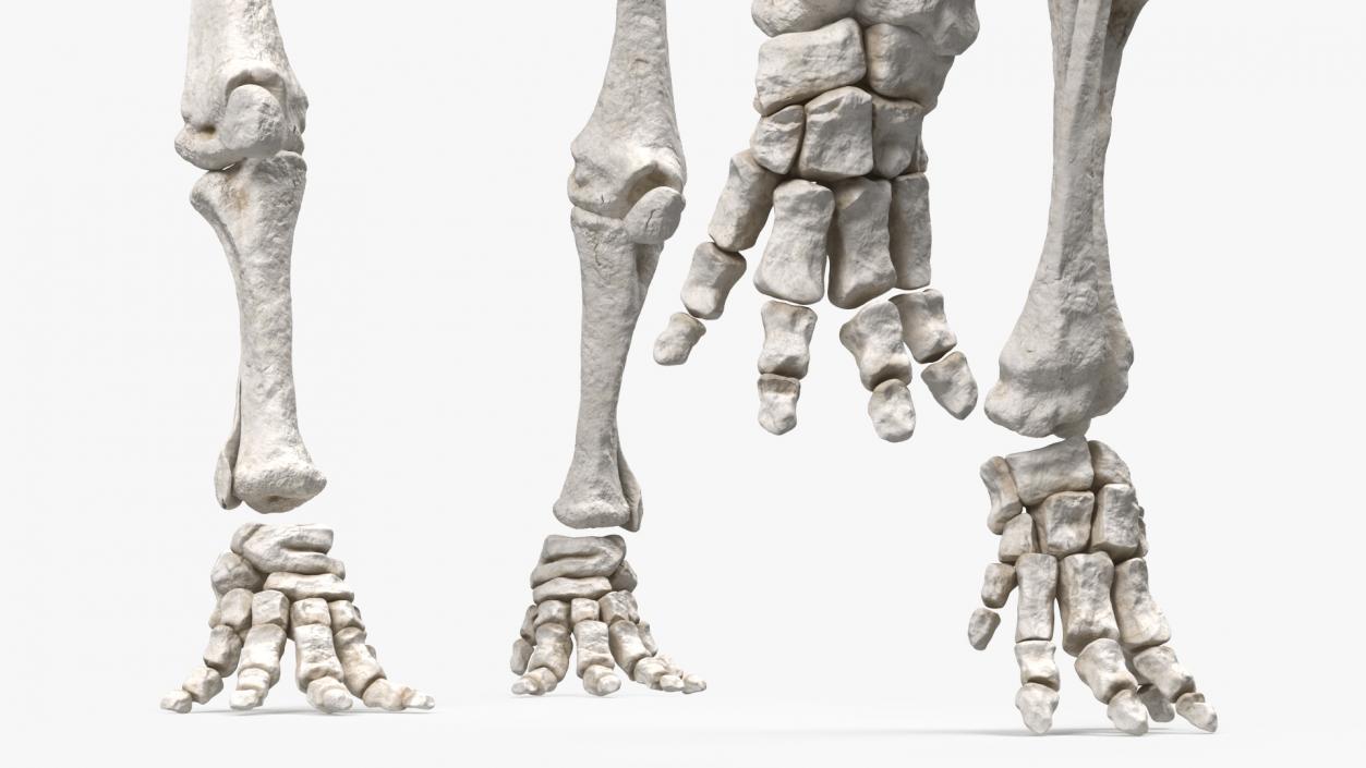 3D Mammoth Skeleton Clean Bones Walking Pose